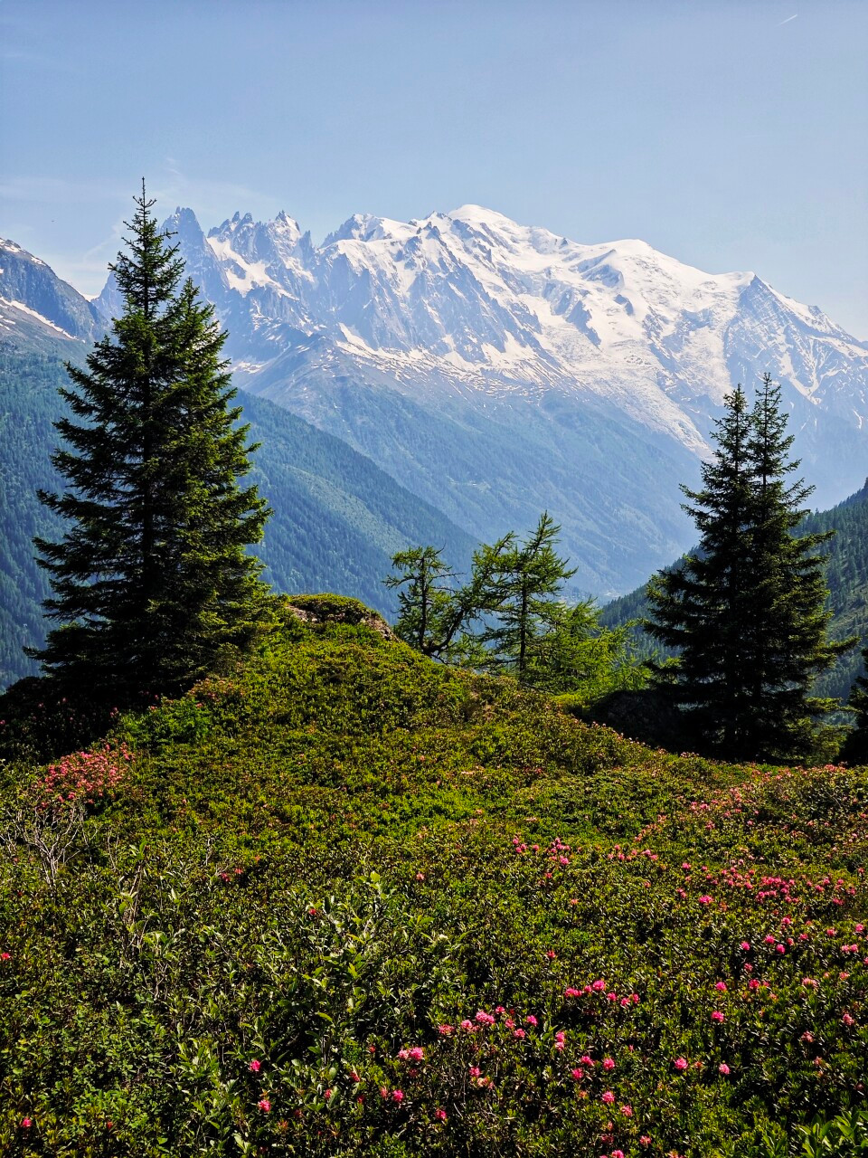 Le massif du Mont-Blanc au-delà des sapins et des rhododendrons en fleurs.